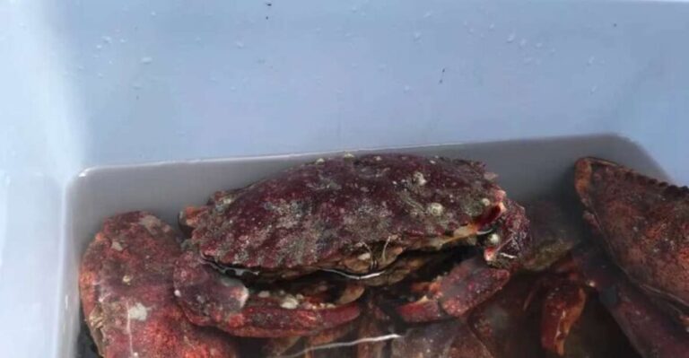 San Francisco: Crab & Cook under the Golden Gate Bridge - Authentic Insights from Participants