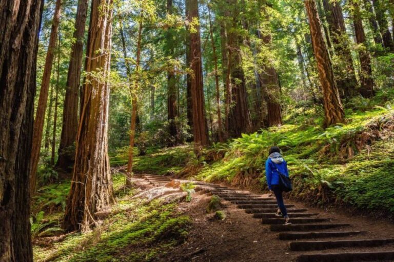 San Francisco Golden Gate Sausalito Muir Woods Private Tour - The Practicalities: What You Need to Know
