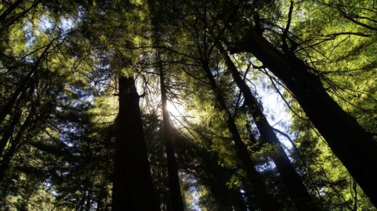 San Francisco: Guided Coastal Redwoods & Wine Country Tour - Who Would Love This Tour?