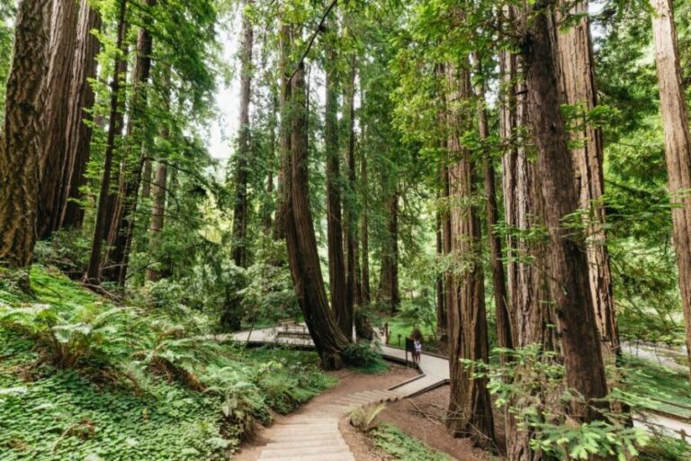 San Francisco: Muir Woods and Sausalito Small-Group Tour - Firsthand Experiences and What You’ll Love