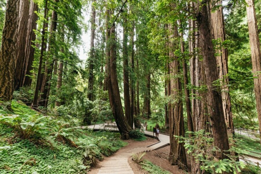 San Francisco: Muir Woods and Sausalito Small-Group Tour - Firsthand Experiences and What You’ll Love