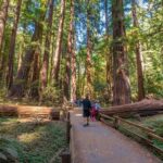 San Francisco, Muir Woods, Sausalito, Optional Alcatraz Tour - Practical Tips for the Tour