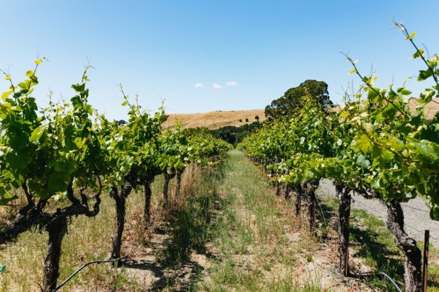 San Francisco: Napa and Sonoma Valley Wine Tour - The Transportation and Group Experience