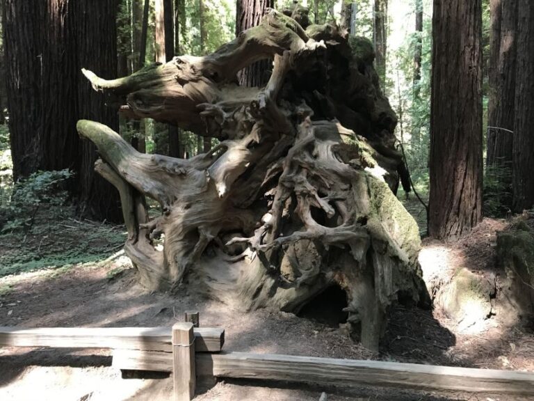 San Francisco: Private Muir Woods and Sausalito Tour - The Value of This Tour