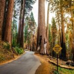 San Francisco to Los Angeles: California Parks Highlights Tour - Practical Details and Value