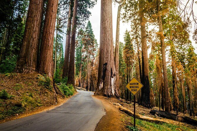 San Francisco to Los Angeles: California Parks Highlights Tour - Practical Details and Value