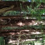 San Fransico: Muir Woods & Marin Headlands Private Tour - A Detailed Breakdown of the Itinerary