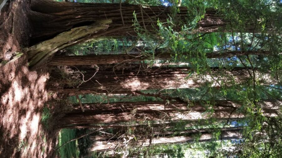 San Fransico: Muir Woods & Marin Headlands Private Tour - A Detailed Breakdown of the Itinerary
