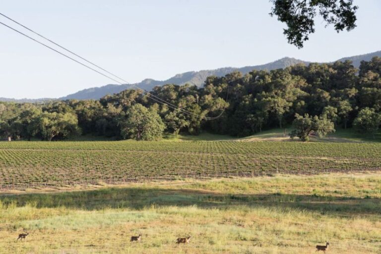 Santa Margarita: Zipline Adventure with 6 Different Ziplines - Who Should Consider This Experience?