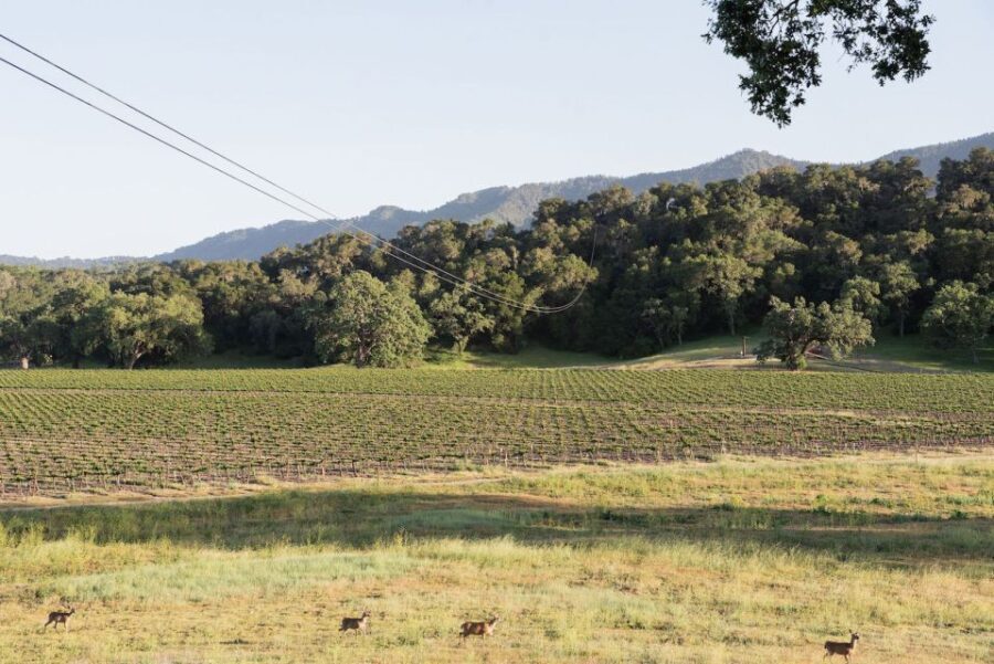 Santa Margarita: Zipline Adventure with 6 Different Ziplines - Who Should Consider This Experience?