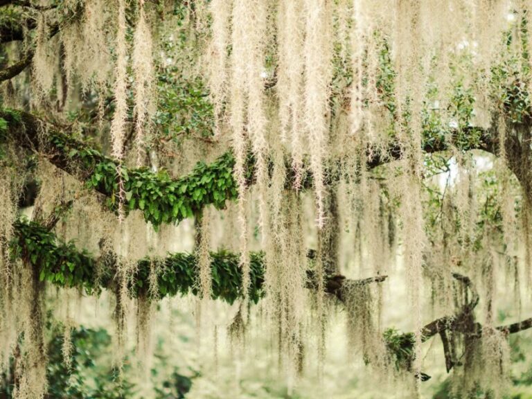 Savannah: Bonaventure Cemetery Tour - Who Will Love This Tour?
