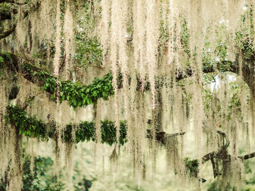 Savannah: Bonaventure Cemetery Tour - Who Will Love This Tour?