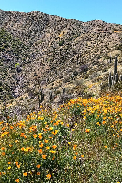 Scottsdale: Sonoran Desert to MountainTop Jeep Tour - Why This Tour Stands Out