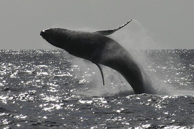 Sea Kayak Whale Watching - Key Points