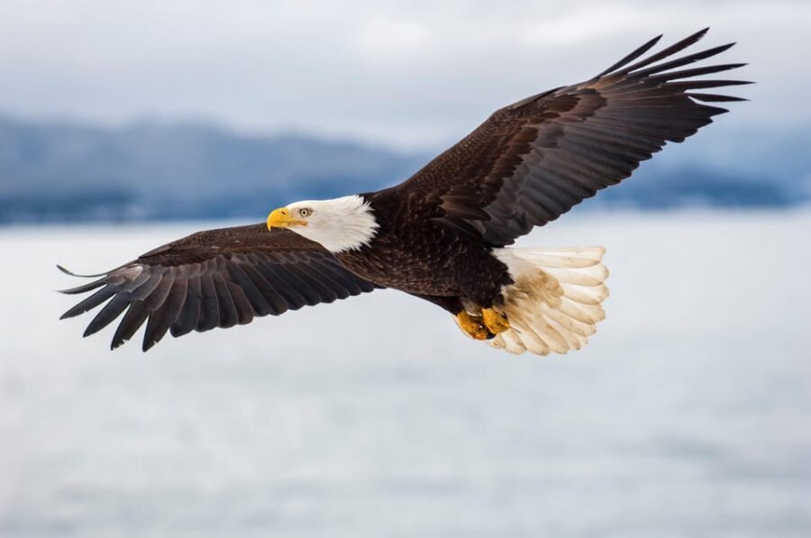 Seattle: Half-Day Wildlife and Whale Watching Cruise - Is This Tour Worth the Price?