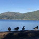 Seattle: Olympic National Park Day Tour with Scenic Ferries - The Journey Begins: Pickup & Ferry Ride
