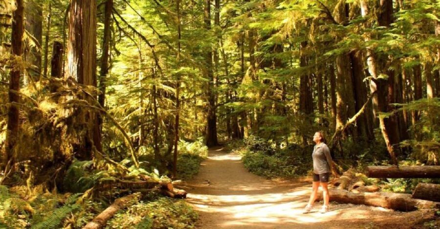 Seattle: Olympic National Park Small-Group Tour - Transportation & Comfort