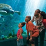 SeaWorld Orlando: Park Admission Ticket - A Deep Dive Into the Experience