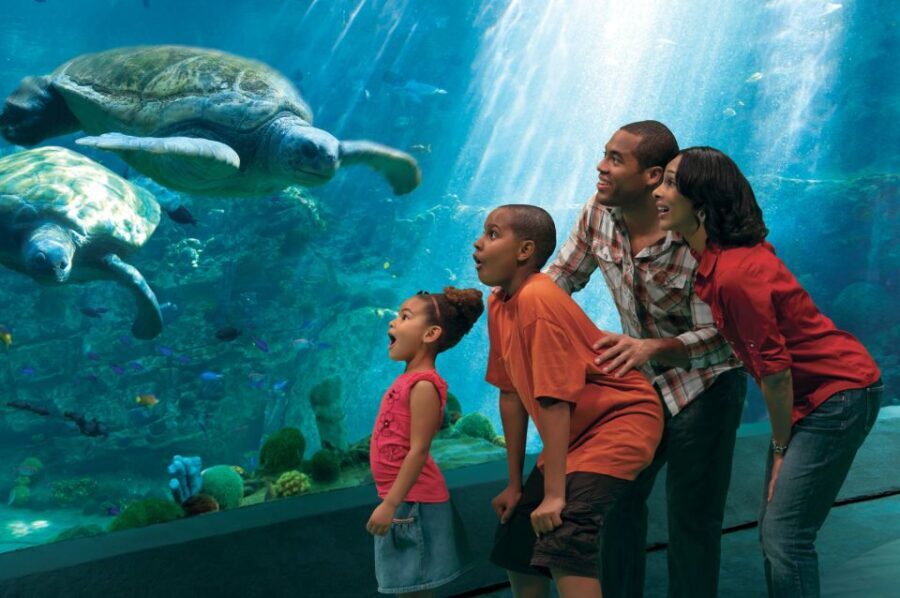 SeaWorld Orlando: Park Admission Ticket - A Deep Dive Into the Experience