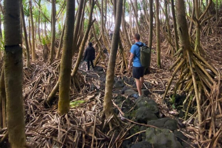 Secret Tide Pool Hike - Jungle & Coast - Private - The Practicalities: What You Need to Know