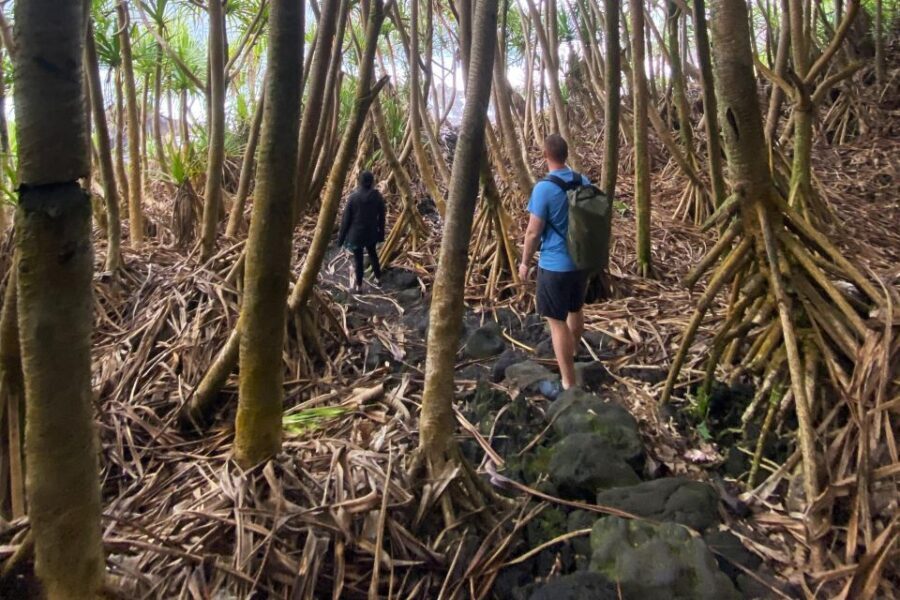 Secret Tide Pool Hike - Jungle & Coast - Private - The Practicalities: What You Need to Know