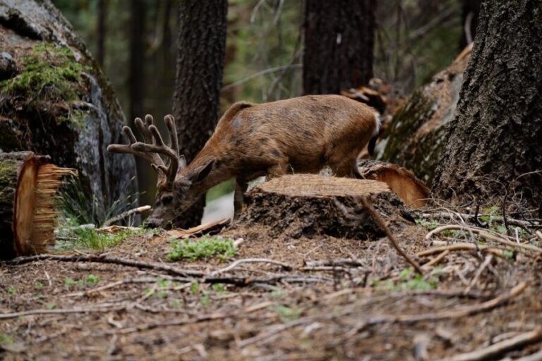 Sequoia National Park: Sherman Tree & Congress Trail Walk - A Deep Dive into the Experience