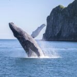 Seward: Kenai Fjords National Park Catamaran Cruise w/Lunch - Who Will Love This Tour?
