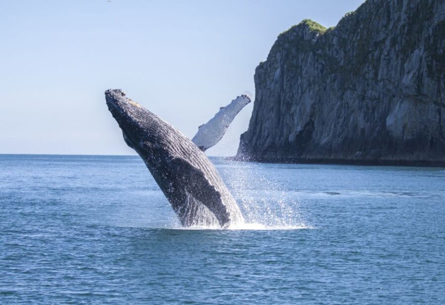 Seward: Kenai Fjords National Park Catamaran Cruise w/Lunch - Who Will Love This Tour?