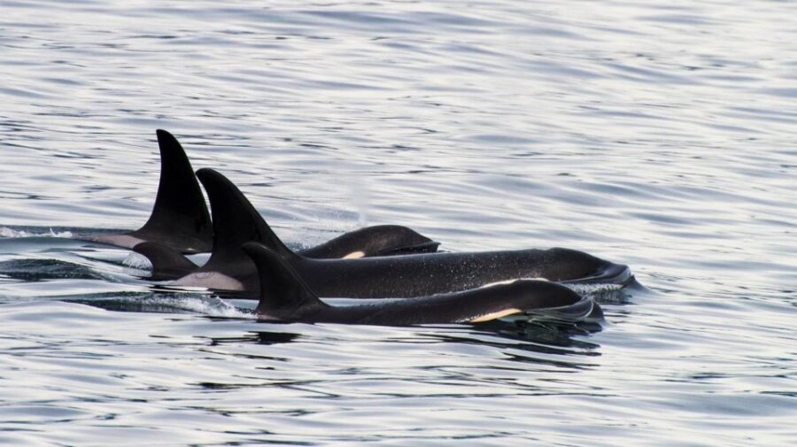 Seward: Resurrection Bay Orca Quest Cruise - Who Should Consider This Tour?