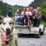 Seward: Summer Dog Sled Ride and Seavey Estate Tour - Who Would Love This Tour?