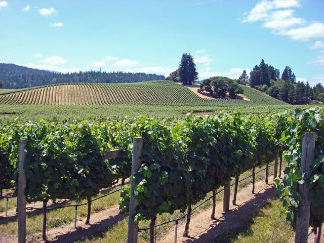 SF: Napa & Sonoma Wine Tour & Hop-on Hop-off Tour (Save 15%) - The San Francisco Hop-on Hop-off Bus Tour