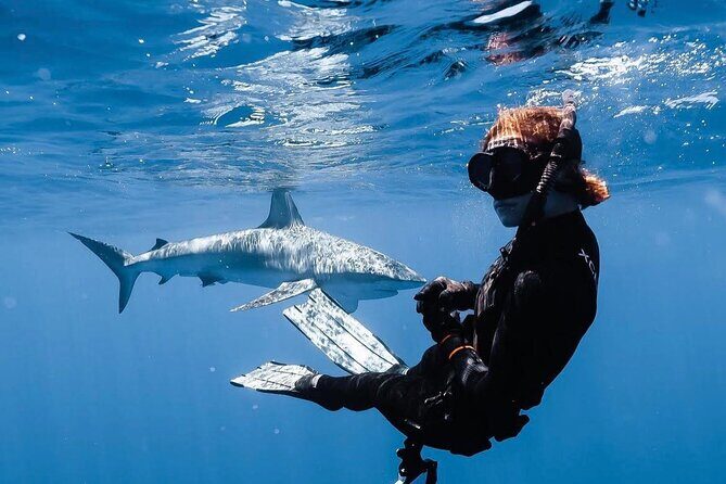 Shark Diving and Snorkeling in Oahu Hawaii - The Itinerary: What to Expect