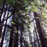 Shore Excursion: Guided Tour to Muir Woods with Roundtrip Journey - Practical Details and Traveler Tips