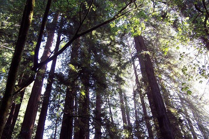 Shore Excursion: Guided Tour to Muir Woods with Roundtrip Journey - Practical Details and Traveler Tips