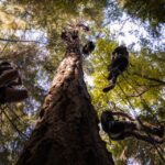 Silver Falls State Park: Tree Climbing Sunset Tour - Frequently Asked Questions