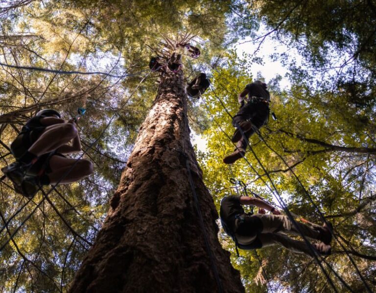 Silver Falls State Park: Tree Climbing Sunset Tour - Frequently Asked Questions