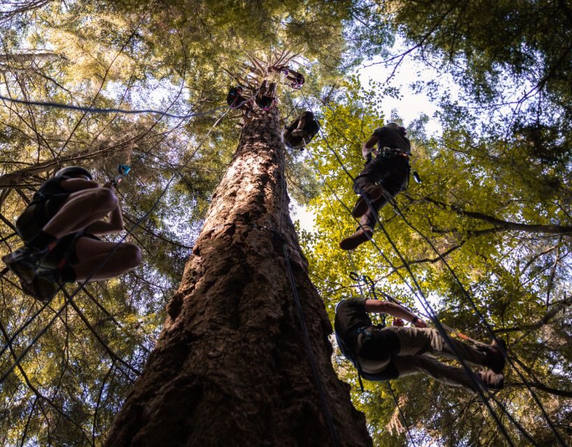 Silver Falls State Park: Tree Climbing Sunset Tour - Frequently Asked Questions