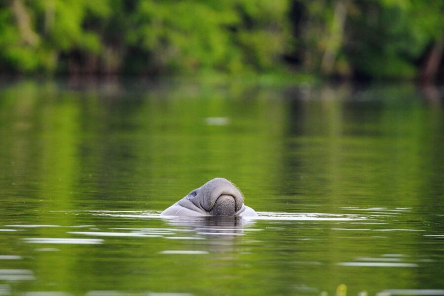 Silver Springs Manatee Kayaking Tour - What to Know Before Booking