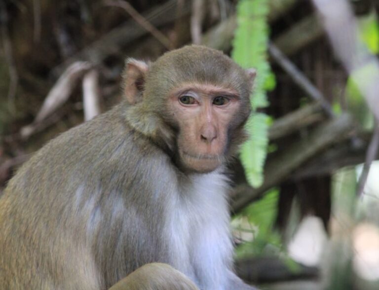 Silver Springs: Manatees and Monkeys Clear Kayak Guided Tour - The Itinerary in Detail