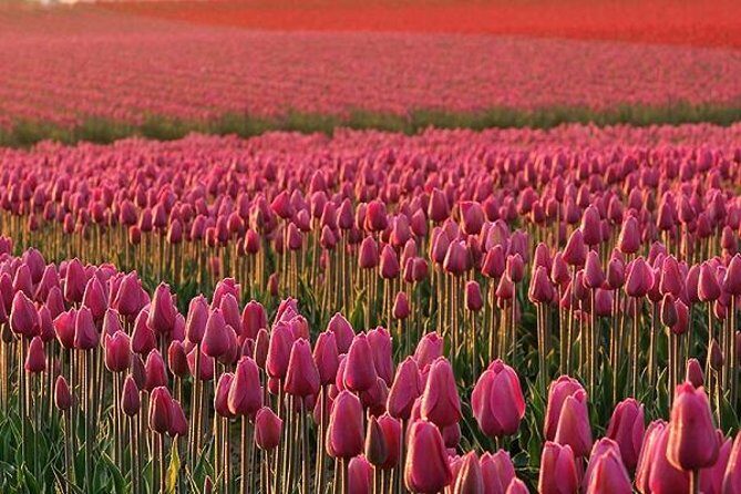 Skagit Valley Tulip Festival Day Tour from Seattle - A Closer Look at the Skagit Valley Tulip Festival Day Tour
