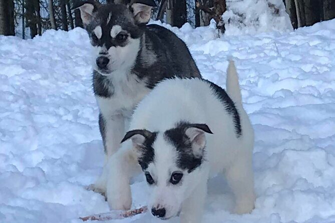 Small-Group Dog Sledding Experience in Sterling - Authentic Encounters and Genuine Fun