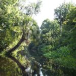Small Group Scenic Wekiva River Kayak Tour near Orlando - Who Is This Tour Best For?