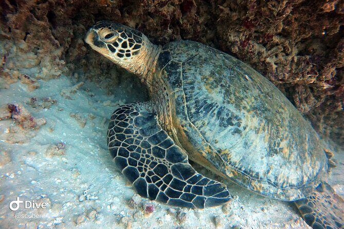 Small Group Shallow Reef Dive in Oahu - What Makes This Dive Experience Stand Out?