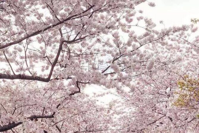 Small Group Washington D.C. Cherry Blossom 1-Day Experience Tour - The Experience: Pros and Cons