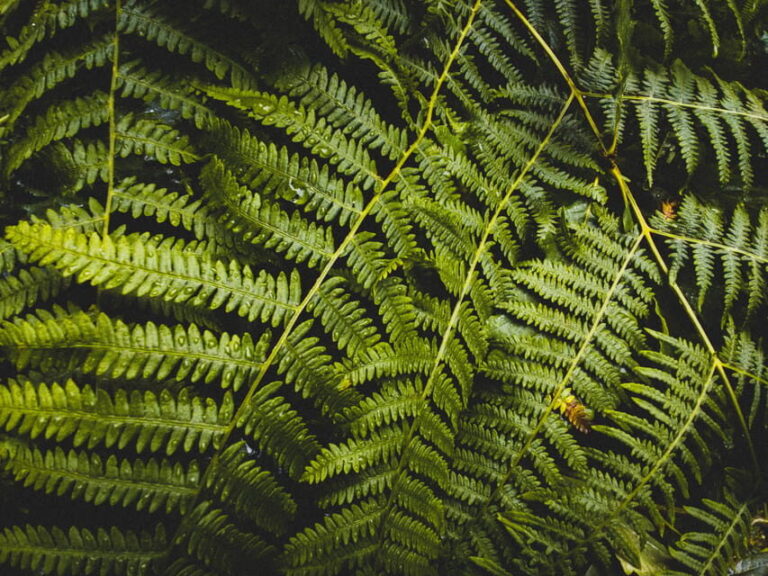 Snoqualmie, Twin Falls & Ancient Forest (Transport Included) - What’s Included and What to Bring