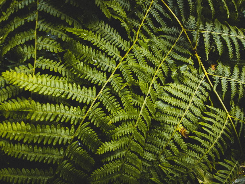 Snoqualmie, Twin Falls & Ancient Forest (Transport Included) - What’s Included and What to Bring