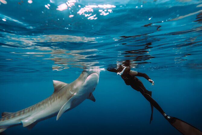 Snorkel with sharks on the North Shore of Oahu - Who Should Consider This Tour?