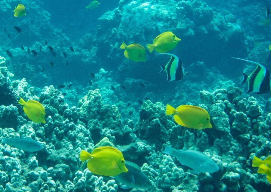 Snorkeling for Non-Swimmers Guided Tour - Wailea Beach - The Itinerary: What to Expect