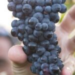Solvang: Santa Ynez Valley Wine Tours w/ Lunch & Tastings - An In-Depth Look at the Santa Ynez Valley Wine Tour