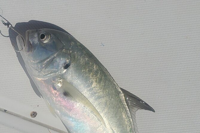 Sonnys Boat Tours Half Day Off Shore Fishing Charter Englewood Fl - Is It Worth the Price?